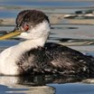 Western Grebe